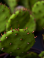 emerginC vananemistvastane silmakreem kaktuse ekstraktiga