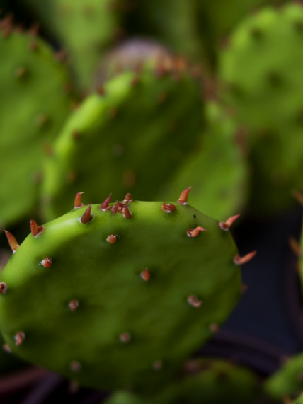 emerginC vananemistvastane silmakreem kaktuse ekstraktiga